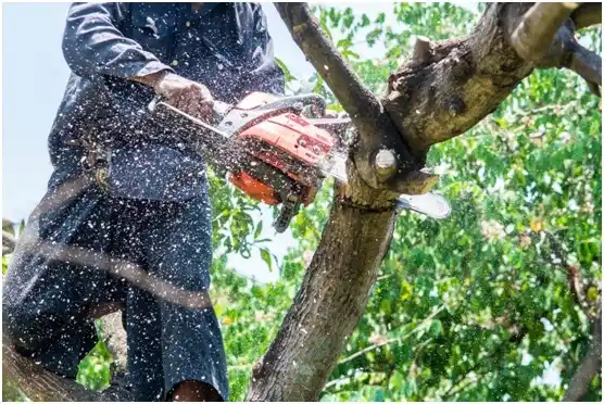 tree services Emerald Bay